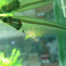 Glass Catfish, photo 3