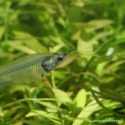 Glass Catfish, photo 4