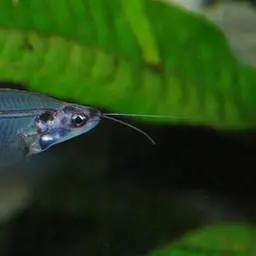 Glass Catfish, photo 6