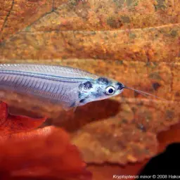 Glass Catfish, photo 7