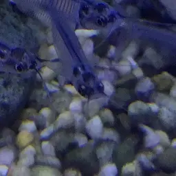 Glass Catfish, photo 8