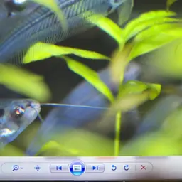 Glass Catfish, photo 9