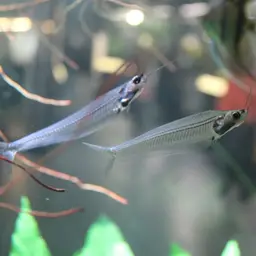 Glass Catfish, photo 10