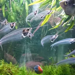 Glass Catfish, photo 11