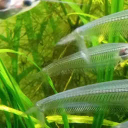 Glass Catfish, photo 12