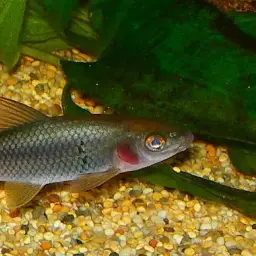 Boga Labeo