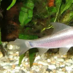 Boga Labeo, photo 3