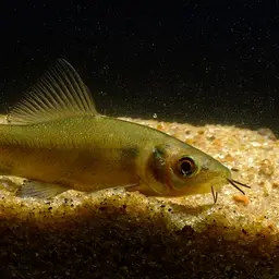 Karnataka Labeo
