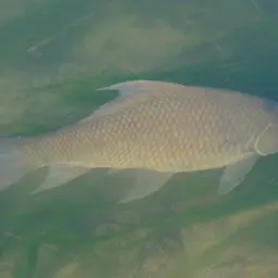 Karnataka Labeo, photo 2