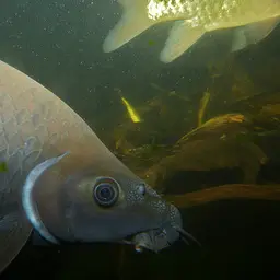 Black Sharkminnow