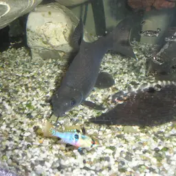 Black Sharkminnow, photo 2