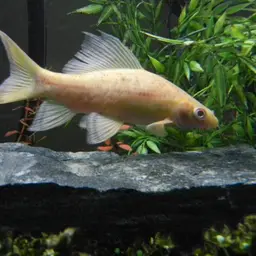 Black Sharkminnow, photo 3