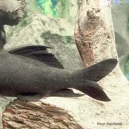 Black Sharkminnow, photo 4