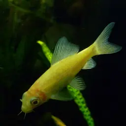 Black Sharkminnow, photo 6