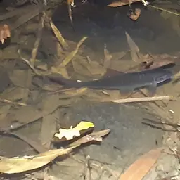 Black Sharkminnow, photo 7