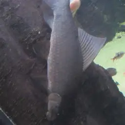 Black Sharkminnow, photo 8