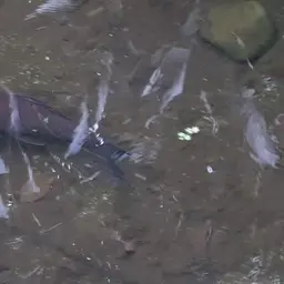 Black Sharkminnow, photo 9