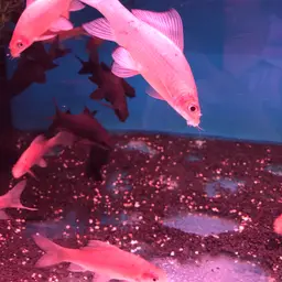 Black Sharkminnow, photo 10