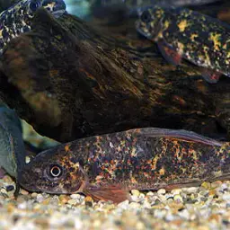 Harlequin Shark, photo 2