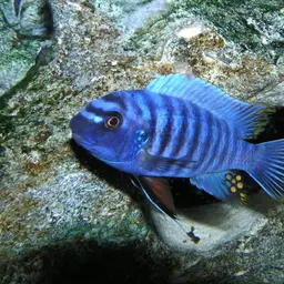 Blue Mbuna