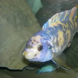 Blue Mbuna, photo 2