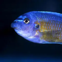 Blue Mbuna, photo 3
