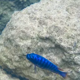 Blue Mbuna, photo 4