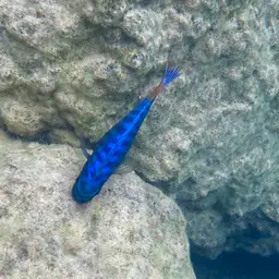 Blue Mbuna, photo 5