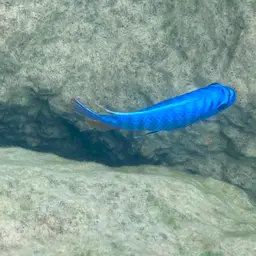 Blue Mbuna, photo 6