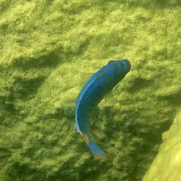 Blue Mbuna, photo 7