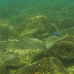 Blue Mbuna, photo 8