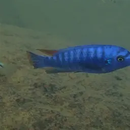 Blue Mbuna, photo 9
