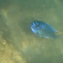 Blue Mbuna, photo 10