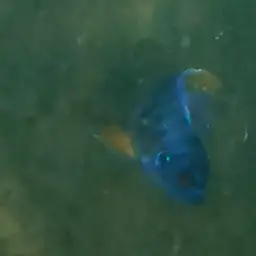 Blue Mbuna, photo 11