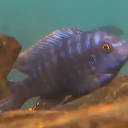 Blue Mbuna, photo 12