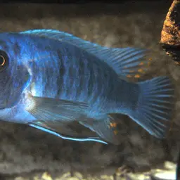 Scrapermouth Mbuna, photo 1
