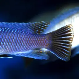 Scrapermouth Mbuna, photo 2