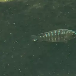 Scrapermouth Mbuna, photo 5