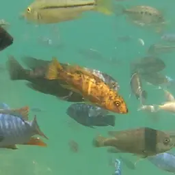 Scrapermouth Mbuna, photo 9