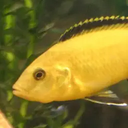 Electric Yellow