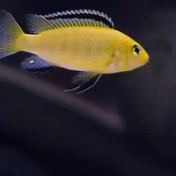 Electric Yellow, photo 2