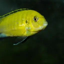 Electric Yellow, photo 3