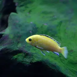 Electric Yellow, photo 4
