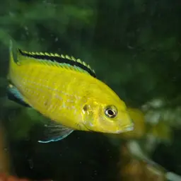 Electric Yellow, photo 5