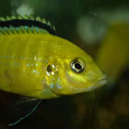 Electric Yellow, photo 6