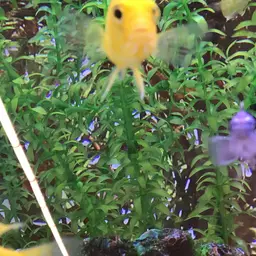Electric Yellow, photo 8