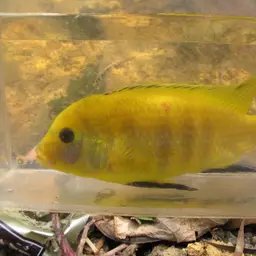 Electric Yellow, photo 9
