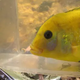 Electric Yellow, photo 11