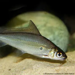 Bornean Eye-spot Silver Shark, photo 2