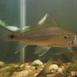 Bornean Eye-spot Silver Shark, photo 1